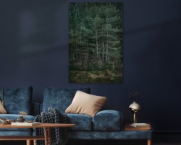 Pine trees and moss