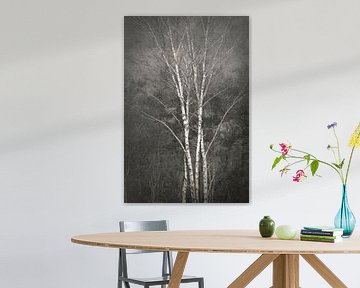 Silver Birch monochrome