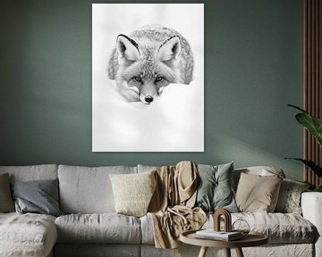 Frosty Fox