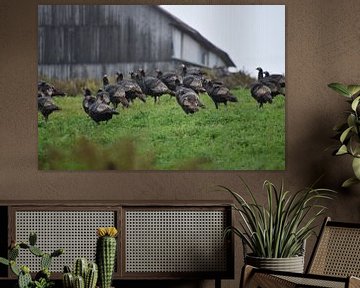 Wild turkeys in autumn by Claude Laprise