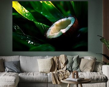 Kokosnoot in de groene tuin - natuurlijke frisheid van Poster Art Shop