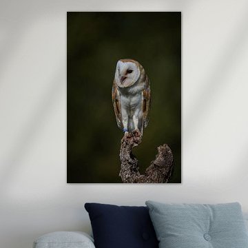 Effraie des clochers