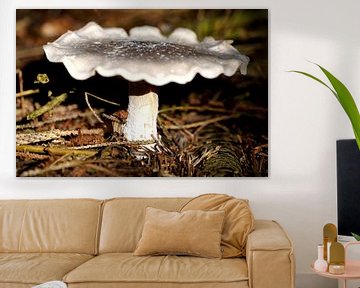 door strijklicht beschenen paddenstoel van Stobbe; natuurfotografie