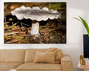 mushroom shone by floodlight by Stobbe; stiltegrafie