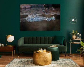 Crocodile in reflecting water by Martijn de Bruijn