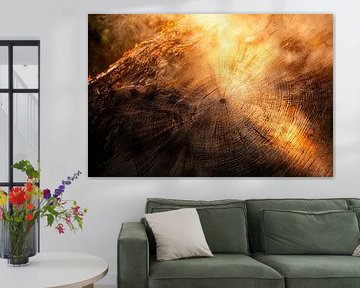 Baumstamm im Licht – Naturdetails von Poster Art Shop