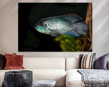 Blue acara 'Electric Blue
