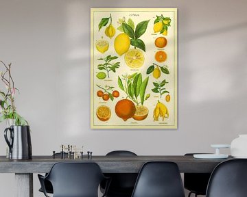 Citrusvruchten Sinaasappel Vintage van Christopher Deitch