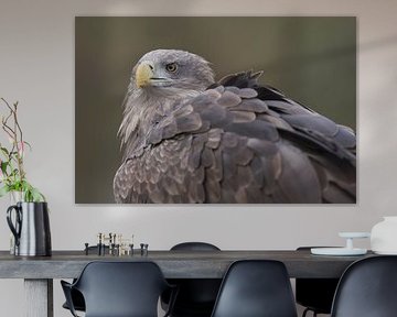 Europäischer Weißkopfseeadler (Haliaeetus albicilla) von Ronald Pol