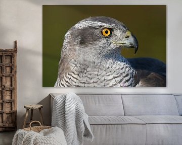 Autour des palombes (Accipiter gentilis)