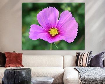 Cosmea