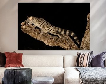 Genet-Katze bei Nacht Er sieht ein bisschen aus wie eine Katze, eng verwandt mit Mungos.