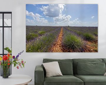 Lavender field in southern France with beautiful cloudy sky. by Huub de Bresser