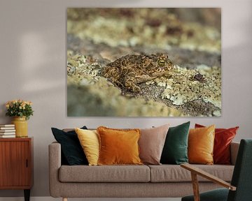 Crapaud de la famille Natterjack sur un sol moussu sur Hans Hut