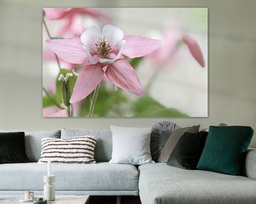 Pink columbine by Violetta Honkisz