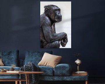 Vieillissement : Portrait d'un chimpanzé sur Triki Photography
