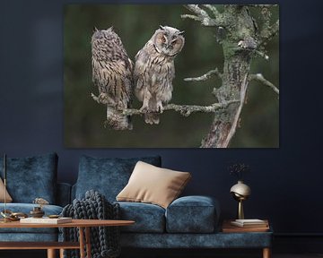 Waldohreule (Asio otus) von Ronald Pol