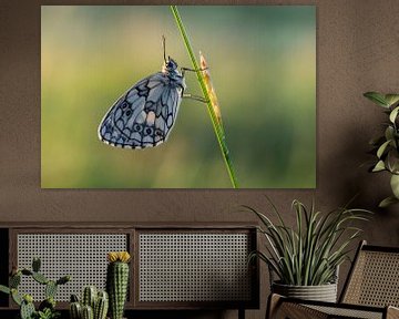 Dambordje vlinder by Hugo Meekes