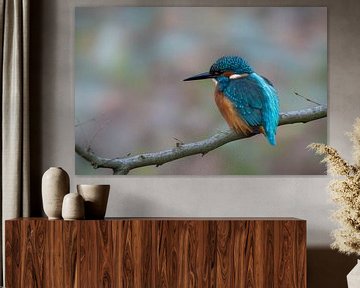IJsvogel van Gert Beltman