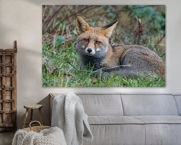 This Fox rests on the grass for a while and is not anxious because he has nothing to fear by Hans Hut