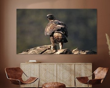 Der Steinadler schaut sich um und ist in den Bergen Spaniens stets wachsam.