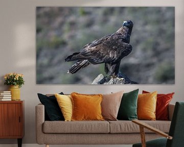 Der Steinadler schaut sich um und ist in den Bergen Spaniens stets wachsam.