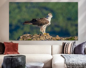 Habichtsadler schaut sich stolz auf einem Felsen um
