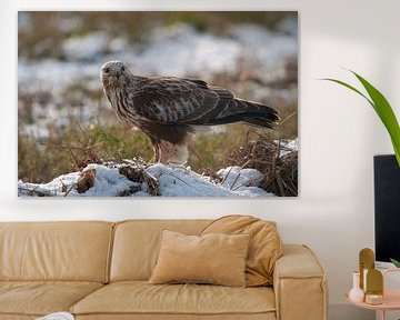 Een ruigpootbuizerd zit op een verhoging in het braakliggende land met een sneeuwlaagje in de winter van Hans Hut