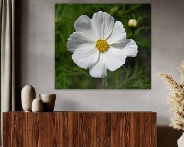 Cosmea