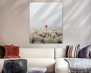 Die rote Tulpe ragt heraus'. von BROBUUST | Chris Geurtse