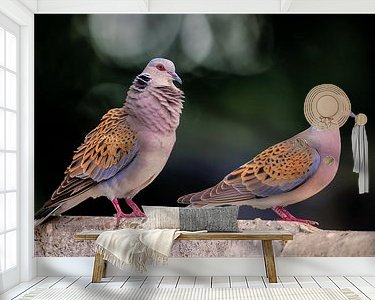 Aperçu de la chambre