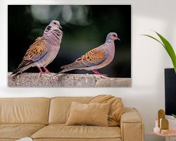 Aperçu de la chambre