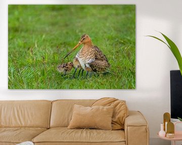 Een grutto in het gras ward hoor jongen onder vleugels