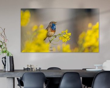 Blauwborst mannetje zingt in het koolzaad