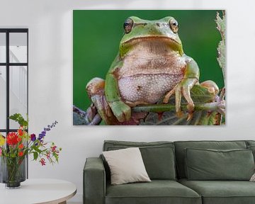 daumengroßer Laubfrosch in Spanien Auge in Auge frontal auf Brombeerbusch von Hans Hut