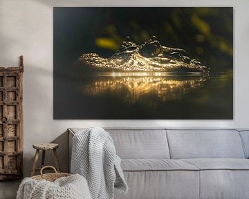 Crocodile majestueux V sur Crystal Clear