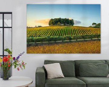 Bomen en wijngaarden in de Chianti van Stefano Orazzini