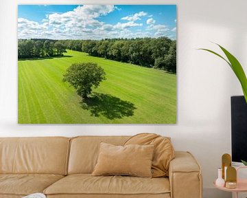 Boom in een veld van bovenaf gezien