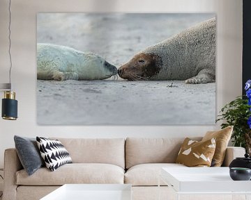 Moeder en baby Grijze Zeehond van Rob Kempers