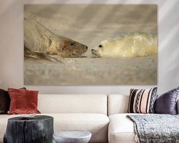 Moeder en baby Grijze Zeehond van Rob Kempers
