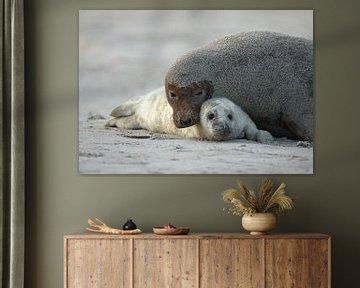 Moeder en baby Grijze Zeehond van Rob Kempers