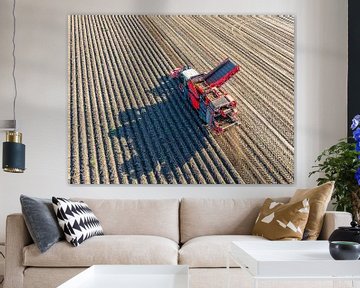 Aardappelen rooien in een veld met een rooimachine