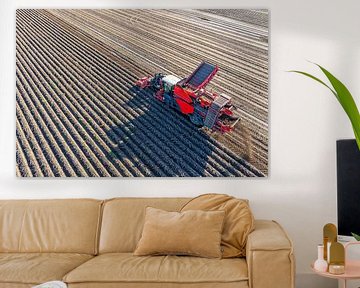 Aardappelen rooien in een veld met een rooimachine
