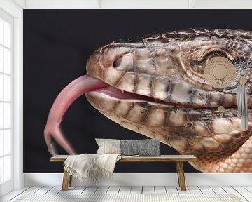 Rode Teju (Salvator rufescens)