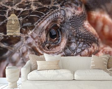 Rode Teju (Salvator rufescens)