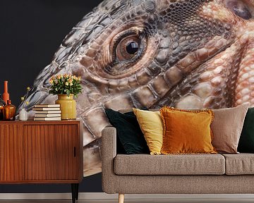 Rode Teju (Salvator rufescens)