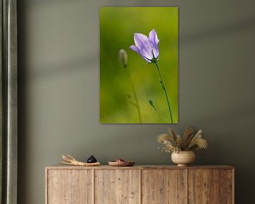 Campanula flower bells 