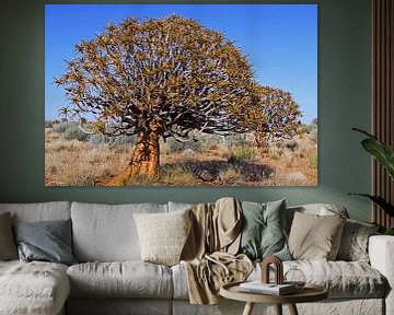Köcherbäume in Namibia von W. Woyke
