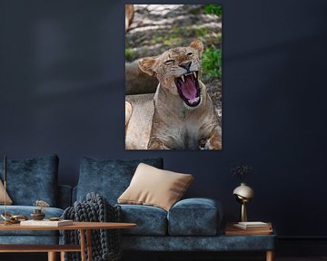 Roaring Lioness Tanzania by Amanda Romijn