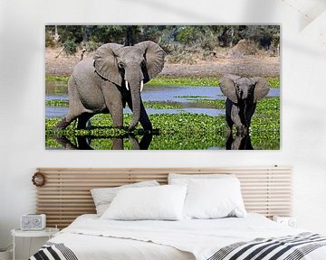 Elephants in the water - Africa wildlife van W. Woyke